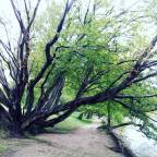 Baum Mensch – Mensch Baum